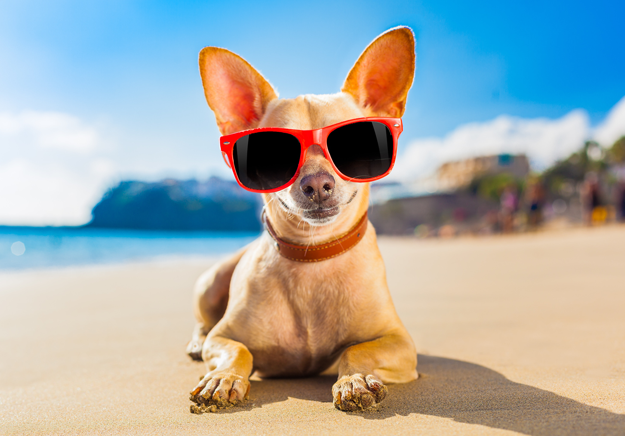 Chihuahua with sunglasses Chihuahua with sunglasses
